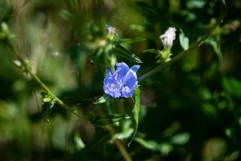 Close-up of a vibrant blue common chicory flower blooming in a green meadow Stock Photos