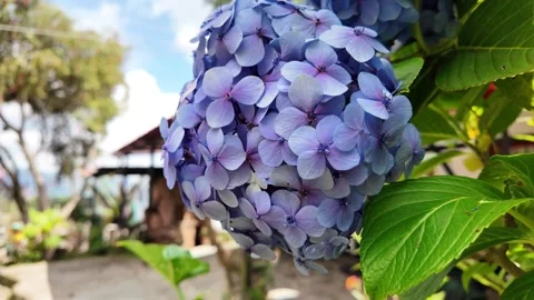 Close-up of Vibrant Blue Hydrangea Flower in a Garden sanctuaries Wellness Stock Footage 333416670