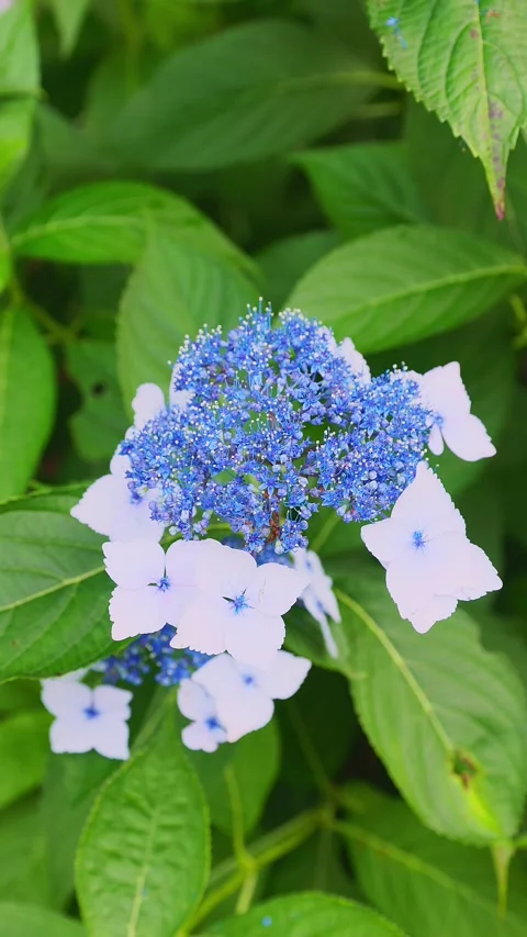 Close up of a vibrant blue lacecap hydrangea flower blooming Stock Footage 337678666