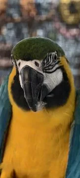 Close‑up of a vibrant blue‑and‑yellow macaw Fotos Stock