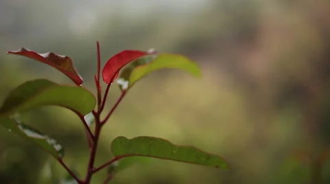 Close up vibrant branch blowing in the wind on a rainy day Stock Footage 58631466