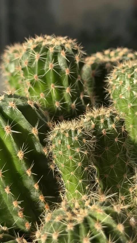 Close-Up of Vibrant Cactus with Sharp Spines in Natural Light Stock Footage 327411597