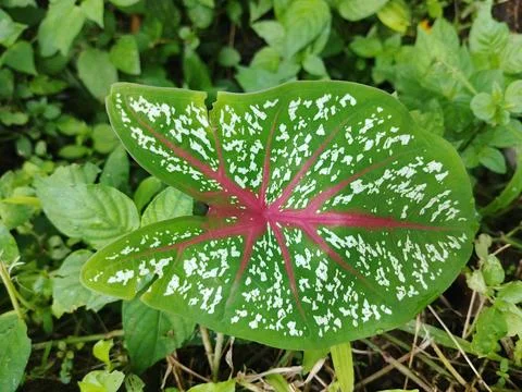 Close-up of Vibrant Caladium Leaf with Red Veins and White Spots 库存照片