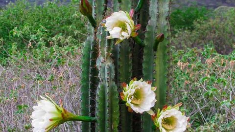 Close-up of a vibrant columnar cactus showcasing beautiful white flowers an.. Stock Photos