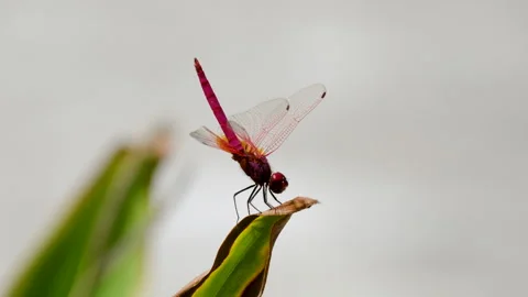 Close-Up of a Vibrant Dragonfly on a Leaf in Nature Stock-Footage 307488599