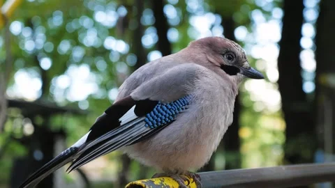 Close-up of Vibrant Eurasian Jay Bird with Striking Blue Feathers Stock Footage 320616985