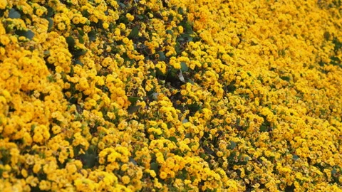 Close-up of vibrant field of bright yellow flowers in full bloom, Видео 280127293