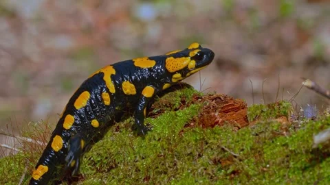 Close up of a vibrant fire salamander crawling on a green mossy forest floor Stock Footage 339780690