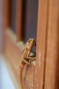 Close-up of a vibrant garden lizard resting on a sunny home window sill Stock Photos
