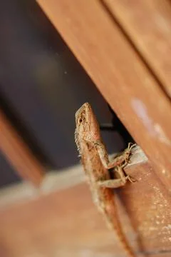 Close-up of a vibrant garden lizard resting on a sunny home window sill Stock Photos