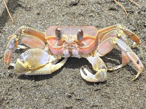 Close-up vibrant ghost crab on dark sandy beach environment Stock Photos
