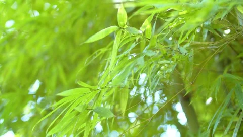 Close up of vibrant green bamboo leaves swaying gently in a sunlit forest Stock Footage 342015754