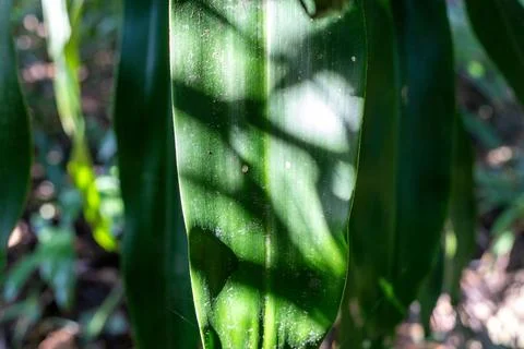 Close-up of a vibrant green, broad leaf with strong vertical lines Stock Photos