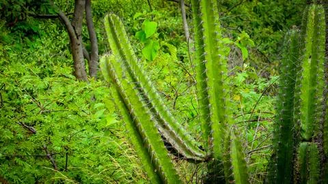 Close-up of vibrant green cacti with sharp spines against a blurred backgro.. Stock Photos