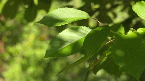 Close-up of Vibrant Green Cherry Tree Leaves Swaying Gently in Summer Breeze 스톡 동영상 339628832