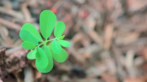 Close-up of a vibrant green clover leaf on earthy background for nature or .. Stock Footage 333805924
