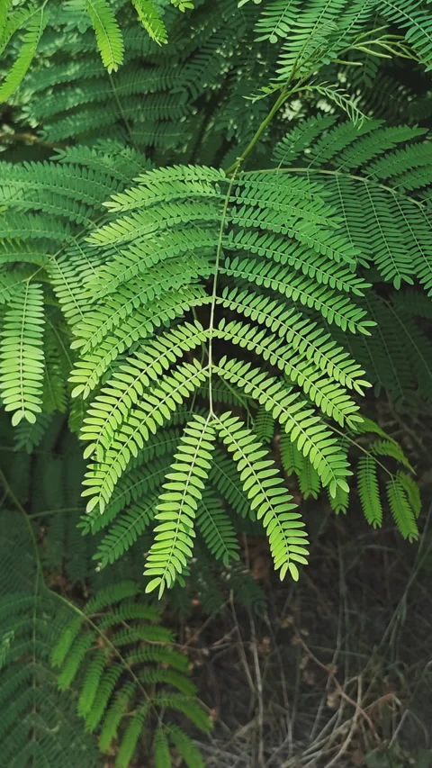 Close up of a vibrant green compound leaf from a tree, possibly an acacia Stock-Footage 341139173