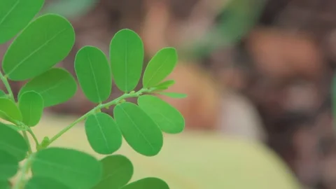 Close-up of vibrant green compound leaves growing on a plant in natural sun.. Stock-Footage 333803475