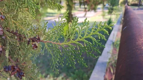 Close up of vibrant green cypress leaf with natural texture and soft light Video stock 320557097