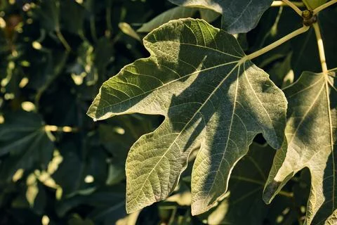 Close up of a vibrant green fig leaf illuminated by warm golden sunlight Stock Photos