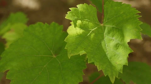 Close up of vibrant green grape leaves swaying gently in a sunlit vineyard 動画素材 342381116