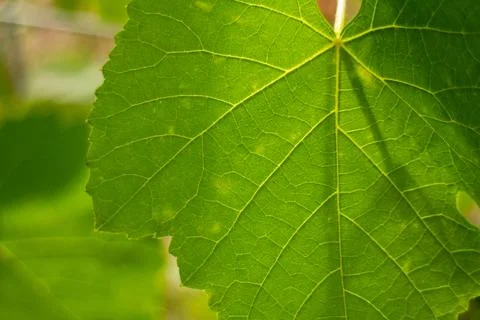 Close-up of a vibrant green grapevine leaf showing intricate vein network Stock Photos
