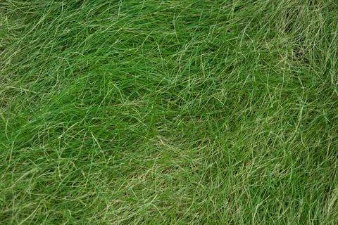 Close Up Vibrant Green Grass Background Stock Photos