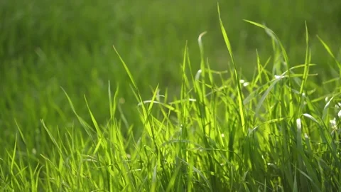 Close-up of Vibrant Green Grass Blades Swaying in Sunlit Meadow Stock Footage 337411025