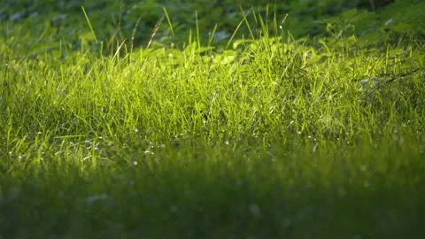 Close-up of Vibrant Green Grass Blades in Sunlight Nature Footage Stock Footage 337708849