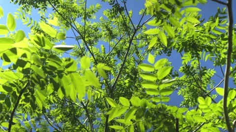 Close-up of vibrant green grass blades with sunlight Stock Footage 341174737