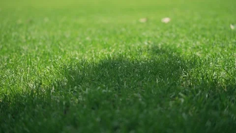 Close up of vibrant green grass blades swaying gently in a sunny summer meadow Stock Footage 341955889