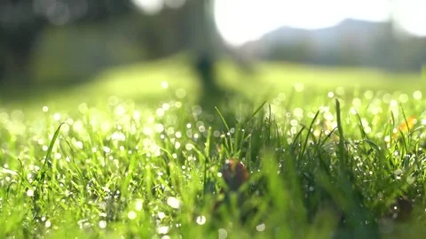Close up of vibrant green grass blades with morning dew drops in spring Stock Footage 342001729