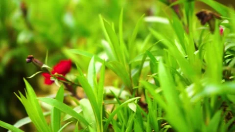 Close up of vibrant green grass blades and red flower in spring sunlight Stock Footage 342001808