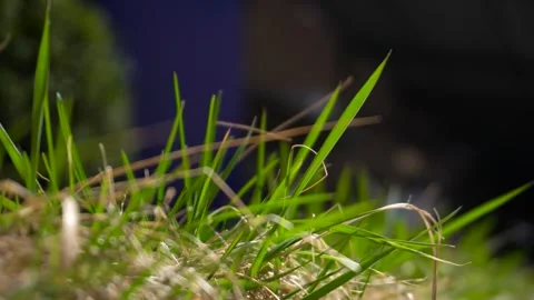 Close up of vibrant green grass blades swaying gently in a soft spring breeze Stock Footage 342209024