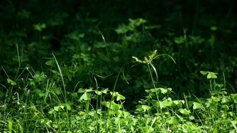 Close up of vibrant green grass blowing in the wind Stock Footage 320916651