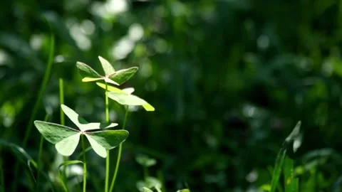 Close up of vibrant green grass blowing in the gentle breeze Stock Footage 320916911