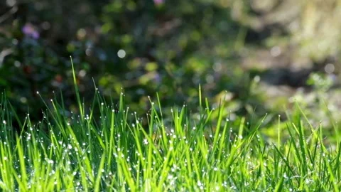 Close up of vibrant green grass with dew swaying in the wind Stock Footage 320979199