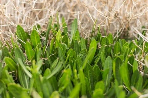 Close-up of vibrant green grass interspersed with dry thorny stems, highlight Stock Photos
