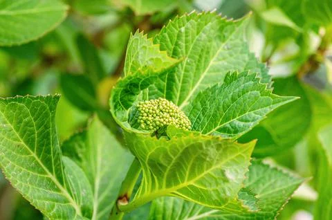 Close-up of a vibrant green hydrangea bud surrounded by lush foliage Stockfoto's