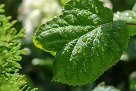 Close-up of vibrant green leaf covered in sparkling water droplets after rain Stock Photos