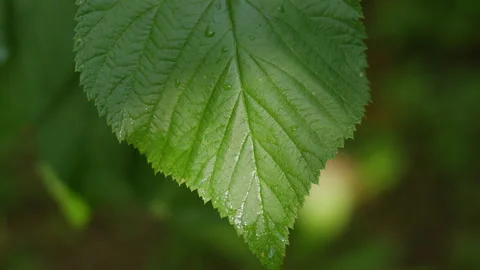 Close-up of a vibrant green leaf with dewdrops in the forest 動画素材 342379282