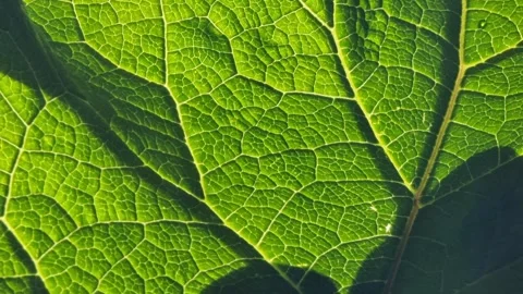Close-up of a vibrant green leaf showcasing intricate vein patterns Stock Footage 295348538