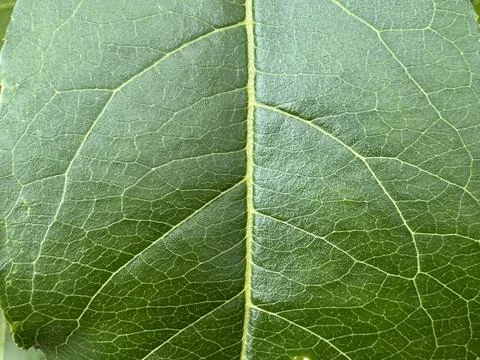 Close Up Vibrant Green Leaf Texture with Detailed Veins Stock Photos