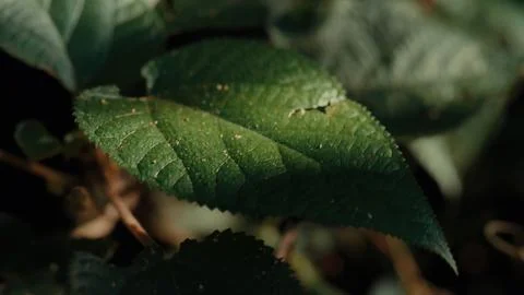 Close-up of a vibrant green leaf with water droplets Фото
