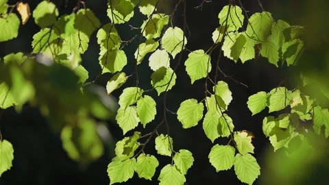A close-up of vibrant green leaves on thin branches, illuminated by sunlight Stock Footage 300039509