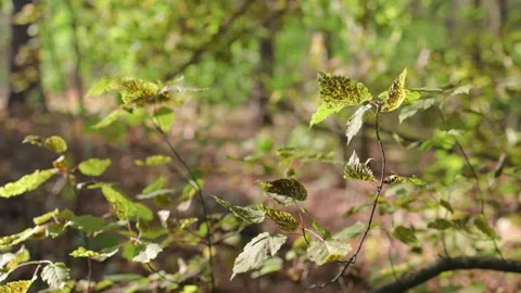A close-up of vibrant green leaves on thin branches, illuminated Stock Footage 300293976
