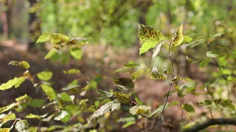 A close-up of vibrant green leaves on thin branches, illuminated by sunlight Stock Footage 303592086