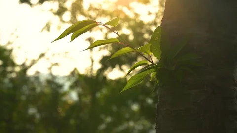 Close up of vibrant green leaves on tree trunk during golden hour sunset 스톡 동영상 342219962