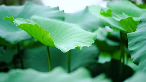 Close up of vibrant green lotus leaves swaying gently in a peaceful pond Stock Footage 341937341