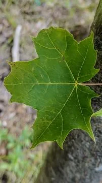 Close-up of a vibrant green maple leaf with intricate vein patterns 写真素材